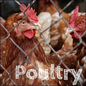 Poultry Box   